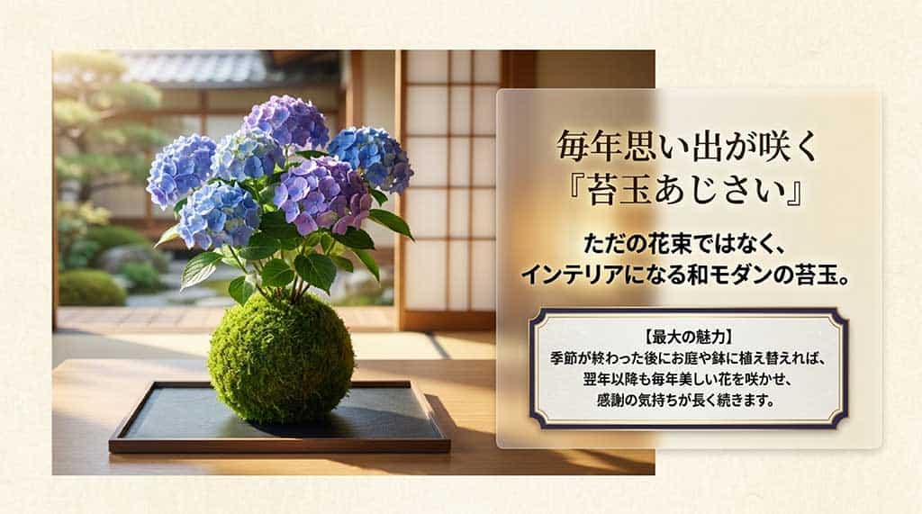 インテリアになる和モダンの苔玉あじさい。翌年以降も毎年美しい花を咲かせる贈り物のイメージ。
